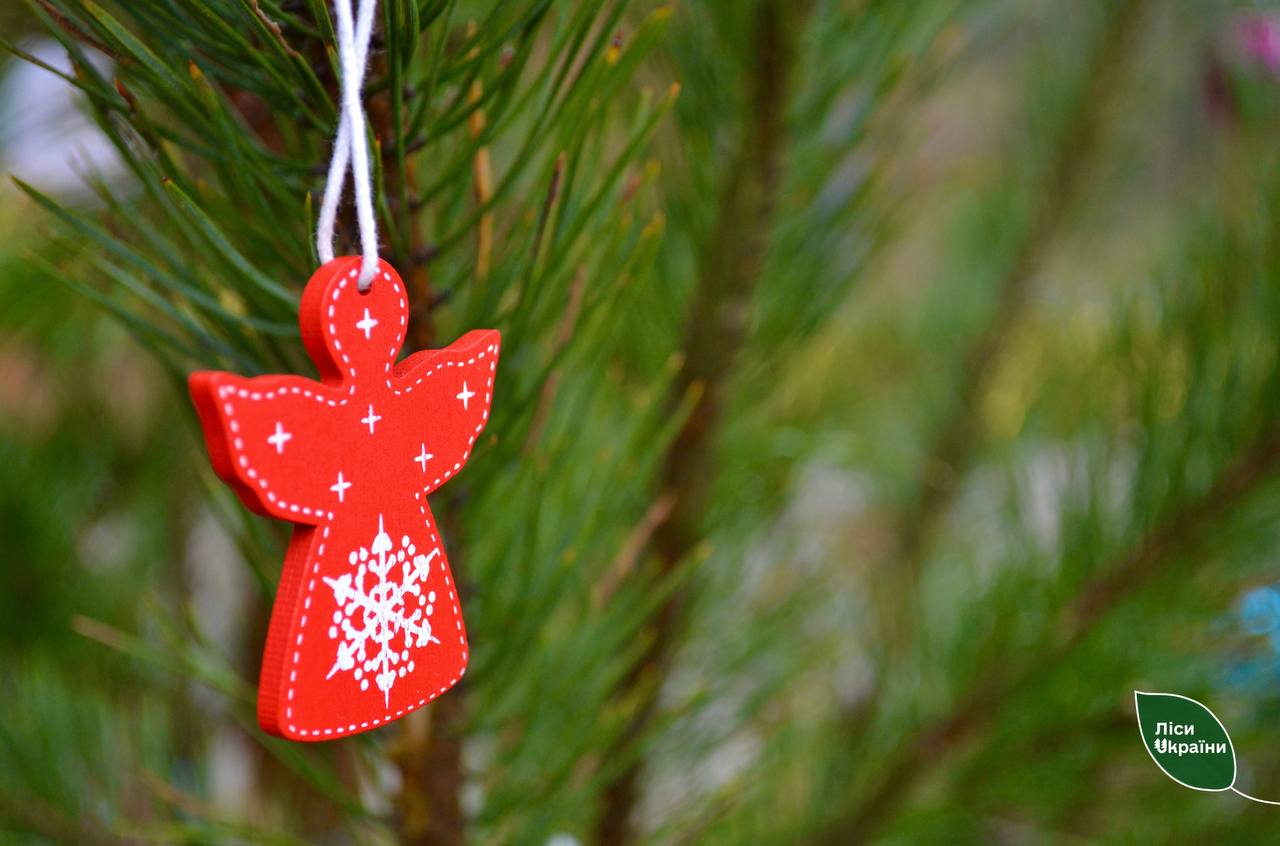 Новорічні ялинки за 200 грн: де передзамовити на Одещині (фото) «фото»