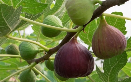 На Одещині вперше отримали врожай інжиру за японською методикою «фото»