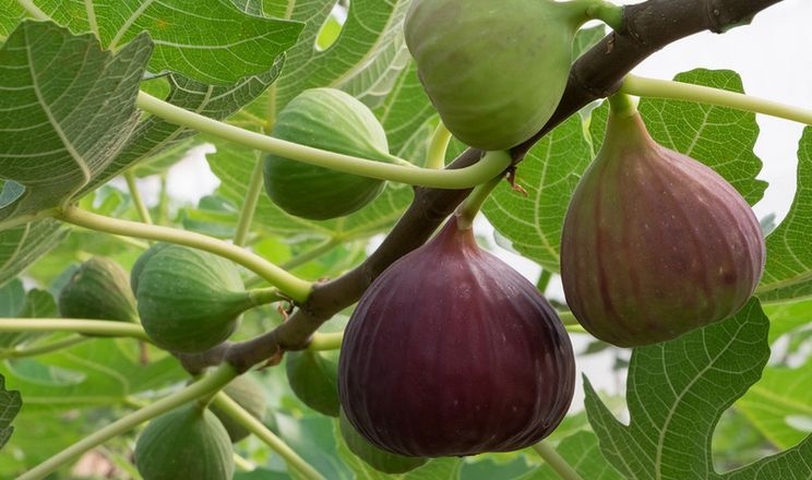 На Одещині вперше отримали врожай інжиру за японською методикою «фото»