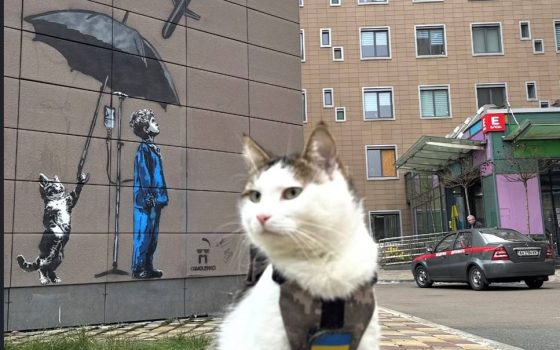 Кіт Шайба, врятований військовим з Одещини, став символом нового муралу в Охматдиті (фото) «фото»