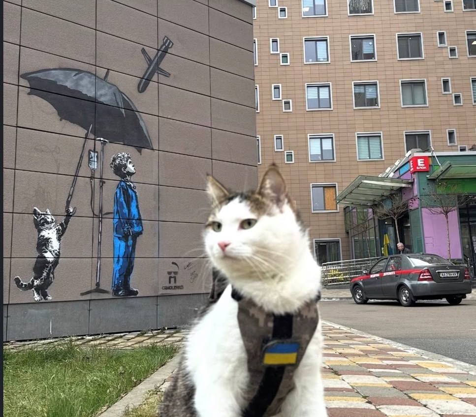 Кіт Шайба, врятований військовим з Одещини, став символом нового муралу в Охматдиті (фото) «фото»
