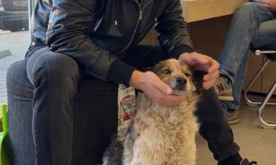 Безпритульна чотирилапа Вірочка з одеського магазину завдяки TikTok знайшла домівку (відео) «фото»