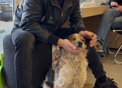 Безпритульна чотирилапа Вірочка з одеського магазину завдяки TikTok знайшла домівку (відео) «фото»