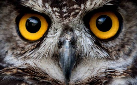 Сов пугачів з одеського зоопарку випустили  у дельту Дунаю «фото»