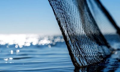 Україна отримала квоти на морського окуня та тріску в Атлантиці на 2026 рік «фото»