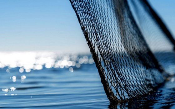 Україна отримала квоти на морського окуня та тріску в Атлантиці на 2026 рік «фото»