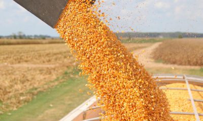 В Україні прогнозують урожай у 60 млн тонн зернових — підсумки жнив «фото»