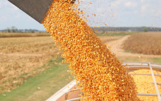 В Україні прогнозують урожай у 60 млн тонн зернових — підсумки жнив «фото»