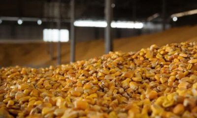 На тлі атак РФ на порти частина аграріїв погоджуються продавати зерно за нижчу, чим у портах ціну «фото»