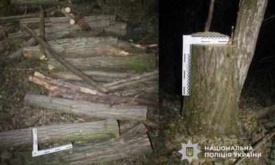 На Одещині керівника КП підозрюють у незаконній вирубці лісу (фото) «фото»