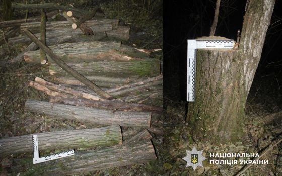 На Одещині керівника КП підозрюють у незаконній вирубці лісу (фото) «фото»