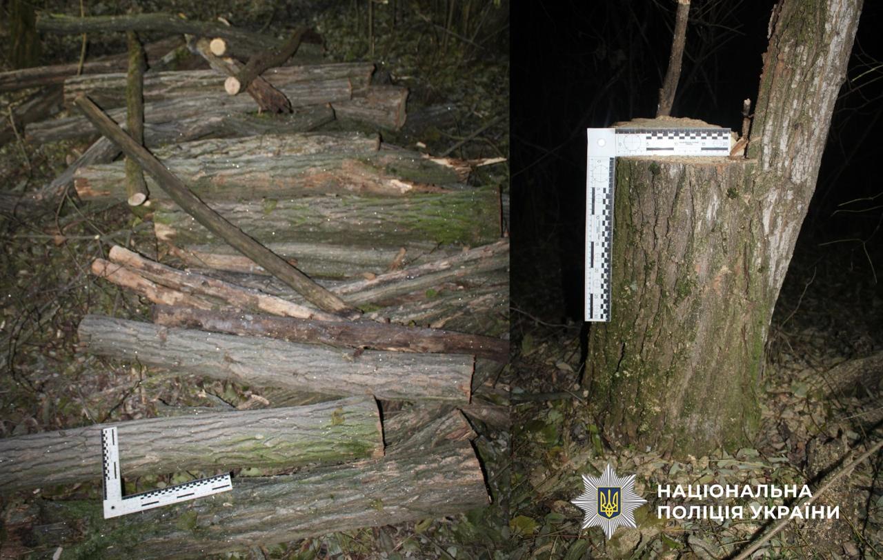 На Одещині керівника КП підозрюють у незаконній вирубці лісу (фото) «фото»