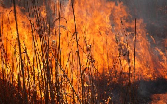 На Одещині після атаки рф 2 січня виникла масштабна пожежа у Дунайських плавнях: збитки 130 млрд грн «фото»