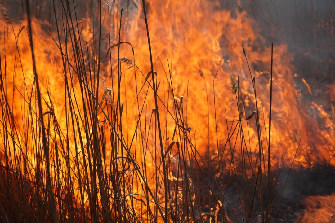 На Одещині після атаки рф 2 січня виникла масштабна пожежа у Дунайських плавнях: збитки 130 млрд грн «фото»