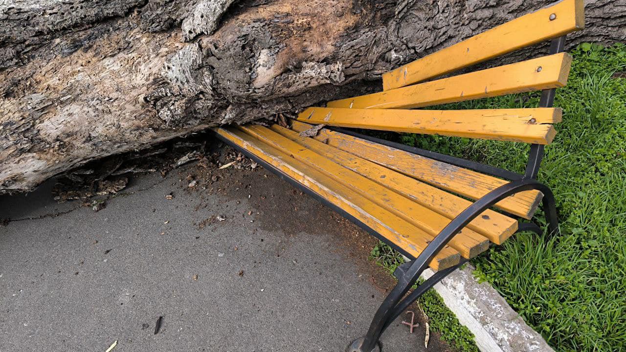 З початку січня в Одесі інспектори «Міськзелентресту» відреагували на 66 порушень правил благоустрою «фото»