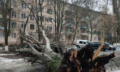 В Одесі через негоду впало 39 дерев – як у місті борються з ожеледдю (фото, ОНОВЛЕНО) «фото»