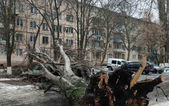 В Одесі через негоду впало 9 дерев – як у місті борються з ожеледдю (фоторепортаж) «фото»