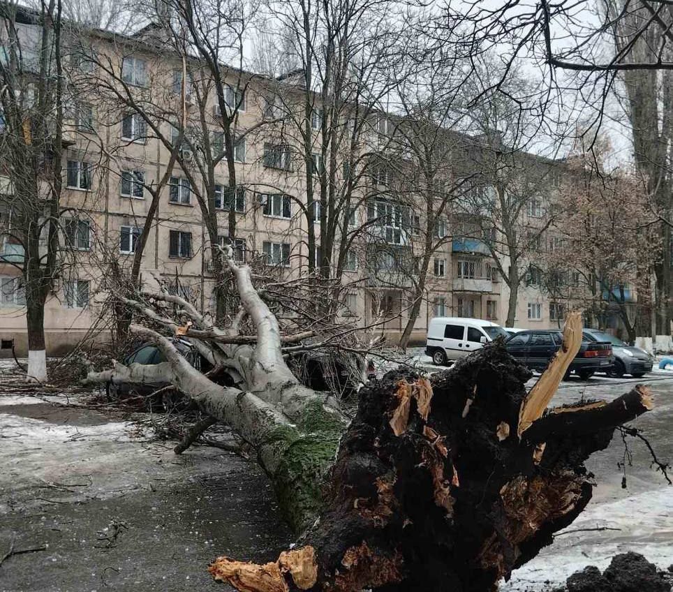 В Одесі через негоду впало 9 дерев – як у місті борються з ожеледдю (фоторепортаж) «фото»