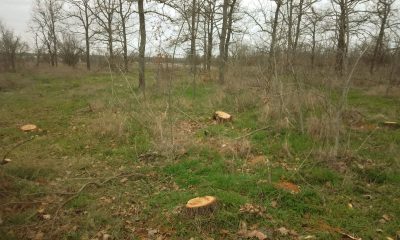 48 дерев знищили в Національному природному парку «Тузлівські лимани» (фото) «фото»