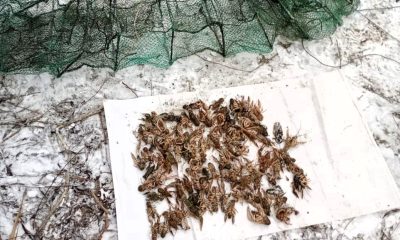 Браконьєрський улов на Турунчуку: екоінспектори вилучили 98 раків «фото»