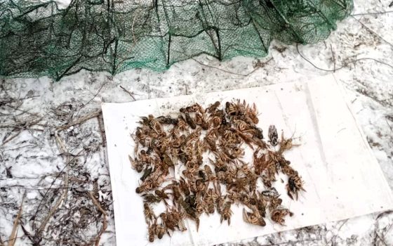 Браконьєрський улов на Турунчуку: екоінспектори вилучили 98 раків «фото»