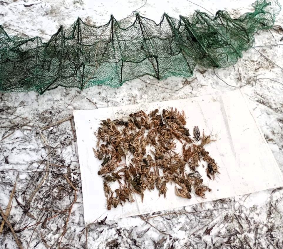 Браконьєрський улов на Турунчуку: екоінспектори вилучили 98 раків «фото»