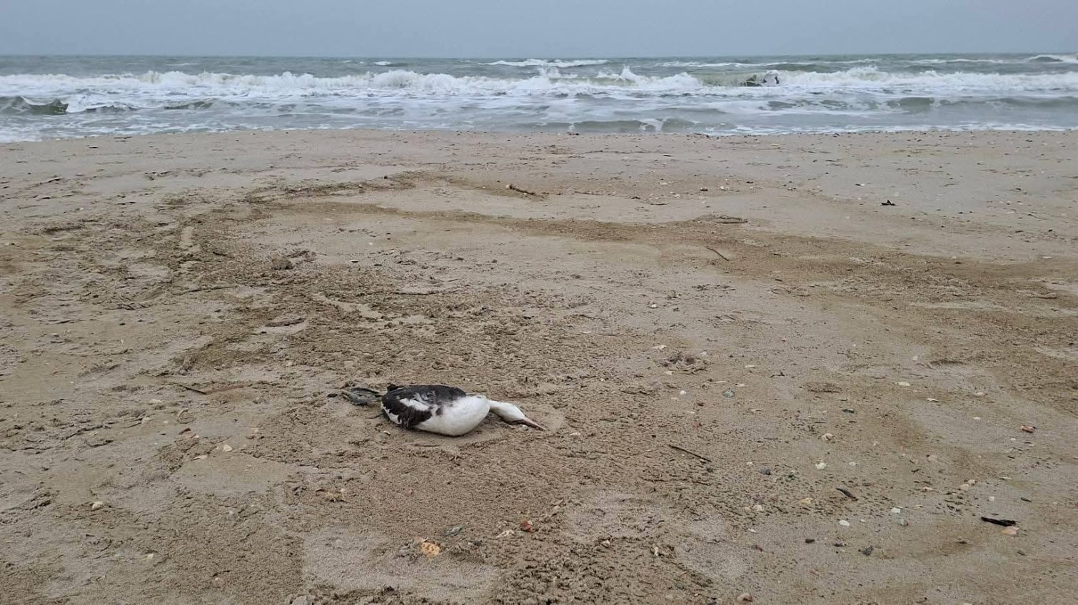 «Рослинна олія в Чорному морі: масштаб збитків росте» – Еколог Іван Русєв (фото) «фото»