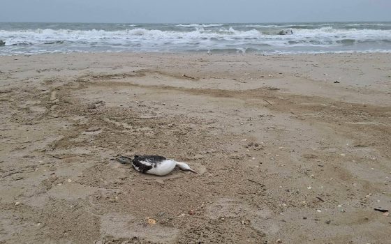 «Рослинна олія в Чорному морі: масштаб збитків росте» – Еколог Іван Русєв (фото) «фото»