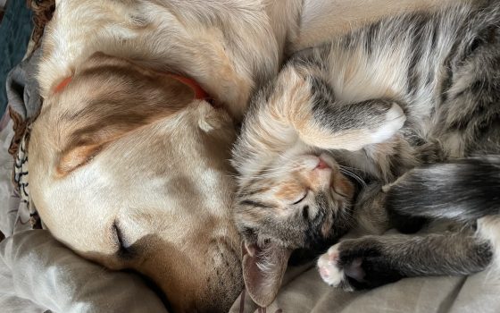 Посилений захист домашніх тварин: в Україні ухвалено історичний законопроєкт «фото»