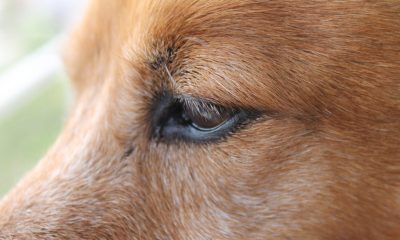 На Одещині хлопчик скинув собаку зі схилу: на матір склали протокол (відео) «фото»