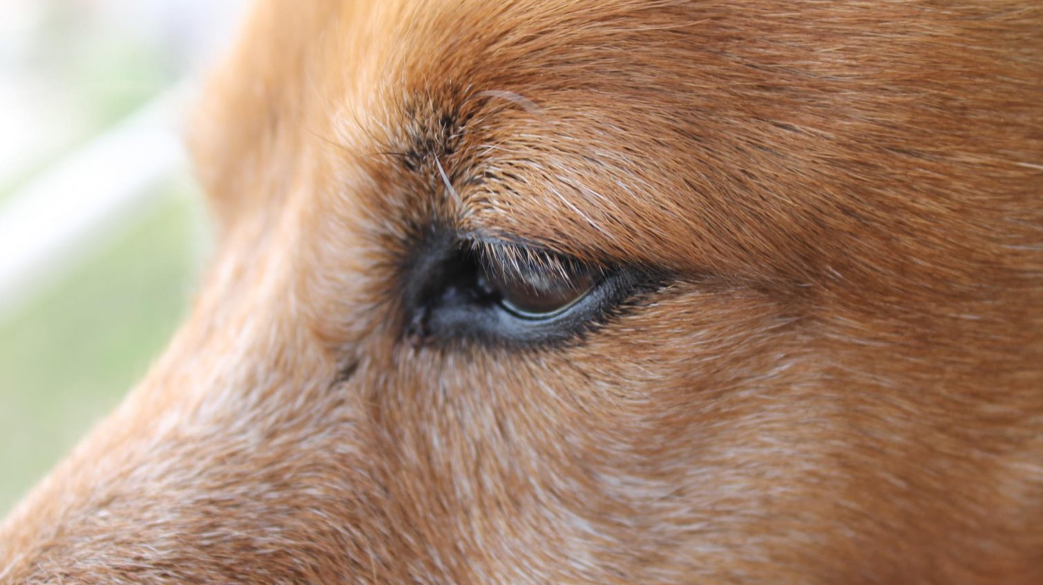 На Одещині хлопчик скинув собаку зі схилу: на матір склали протокол (відео) «фото»