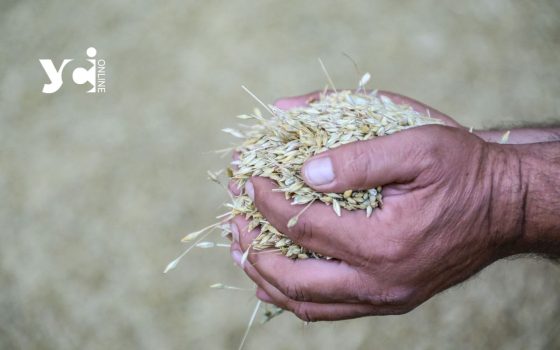 Україна експортувала понад 15 мільйонів тонн зерна «фото»