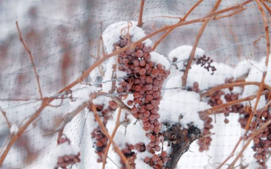 Люті морози на Одещині можуть знищити частину врожаю винограду «фото»