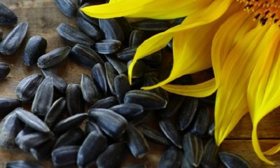 Обстріли та логістика штовхають ціни на соняшникову олію в Україні угору «фото»