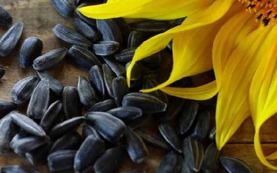 Обстріли та логістика штовхають ціни на соняшникову олію в Україні угору «фото»