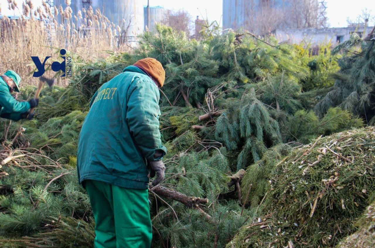 В Одесі почали працювати пункти приймання ялинок «фото»