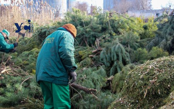 В Одесі почали працювати пункти приймання ялинок «фото»