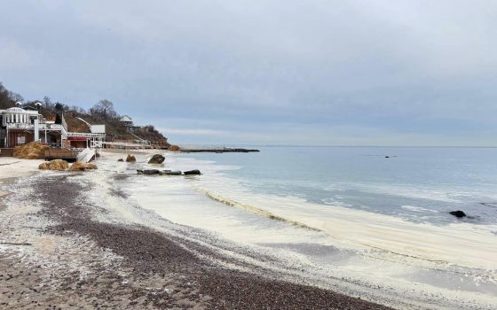 Забруднення соняшниковою олією може зберігатися на дні Чорного моря понад 6 років, – Greenpeace «фото»