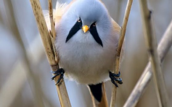 У Нацпарку на Одещині серед очерету мешкають рідкісні вусаті птахи (фото) «фото»