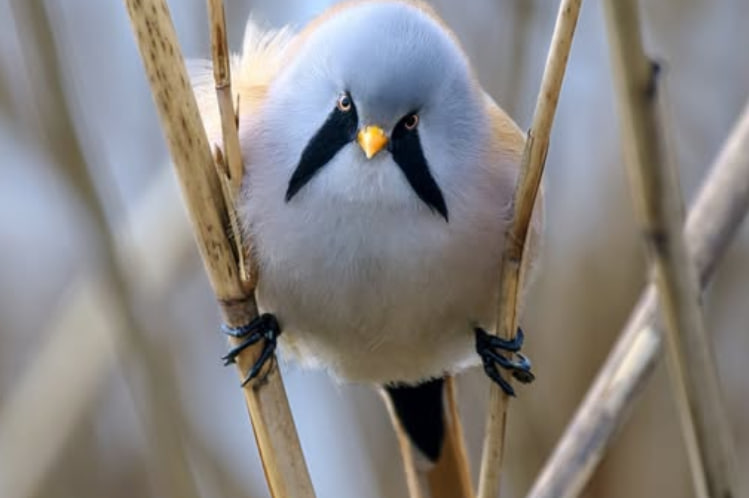 У Нацпарку на Одещині серед очерету мешкають рідкісні вусаті птахи (фото) «фото»