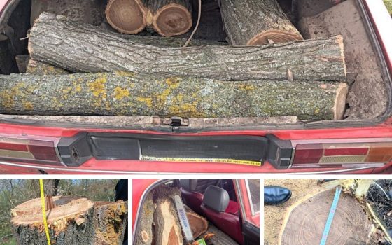 На Одещині вирубали п’ять дубів: шкоду довкіллю оцінили у 40 тисяч грн «фото»