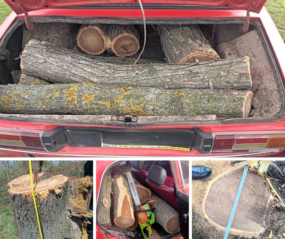 На Одещині вирубали п’ять дубів: шкоду довкіллю оцінили у 40 тисяч грн «фото»