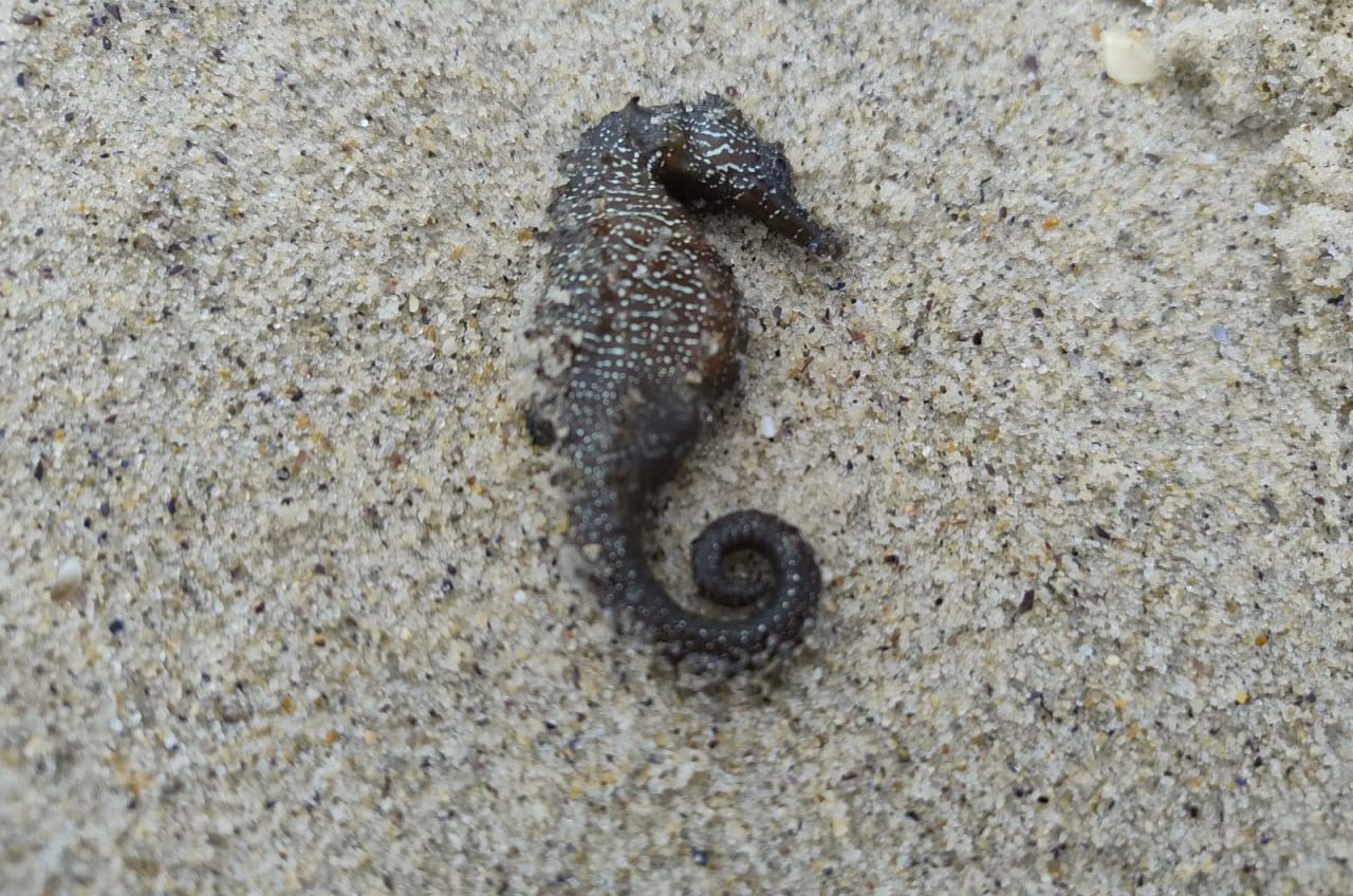 Узбережжя Одеси всіяне морськими кониками: екоінспекція перевіряє причини загибелі (фото) «фото»