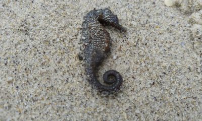 Узбережжя Одеси всіяне морськими кониками: екоінспекція перевіряє причини загибелі (фото) «фото»