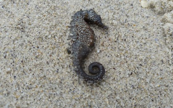 Узбережжя Одеси всіяне морськими кониками: екоінспекція перевіряє причини загибелі (фото) «фото»