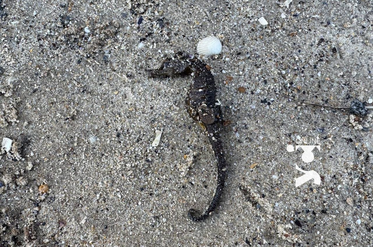 Чому гинуть морські коники в Одесі: пояснення еколога (фото) «фото»