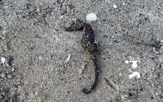 Чому гинуть морські коники в Одесі: пояснення еколога (фото) «фото»