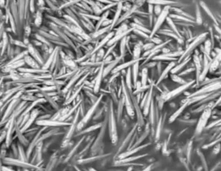 Морози спричинили загибель риби на Тузлівських лиманах (відео) «фото»