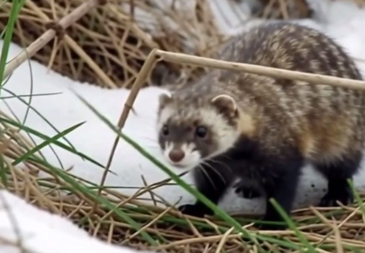 У заказнику на Одещині зафіксували зникаючого тхора степового (відео) «фото»