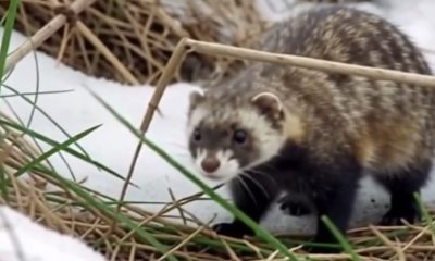 У заказнику на Одещині зафіксували зникаючого тхора степового (відео) «фото»